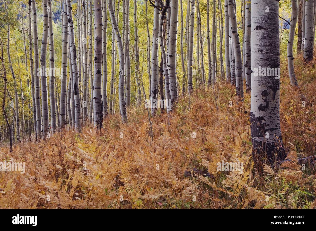 Farn in Aspen Wald mit Herbstfarben Uncompahgre National Forest Colorado USA September 2007 Stockfoto