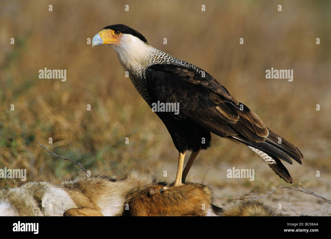 Crested Caracara Caracara Plancus Erwachsenen zu Fuß Starr County Rio Grande Valley Texas USA Mai 2002 Stockfoto