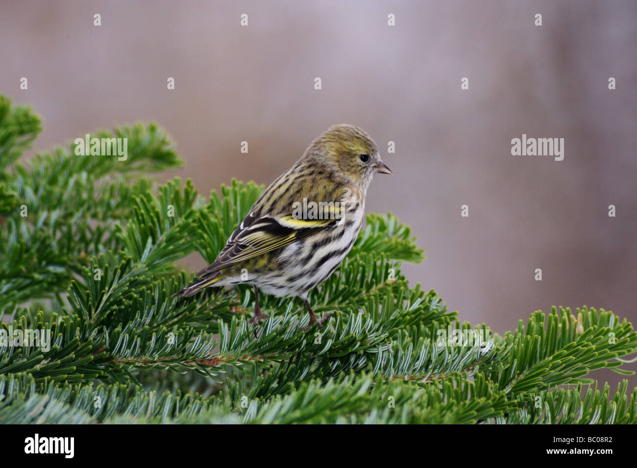 Eurasische Zeisig Zuchtjahr Spinus weibliche thront auf Fichte Zweig Zug Schweiz Dezember 2007 Stockfoto