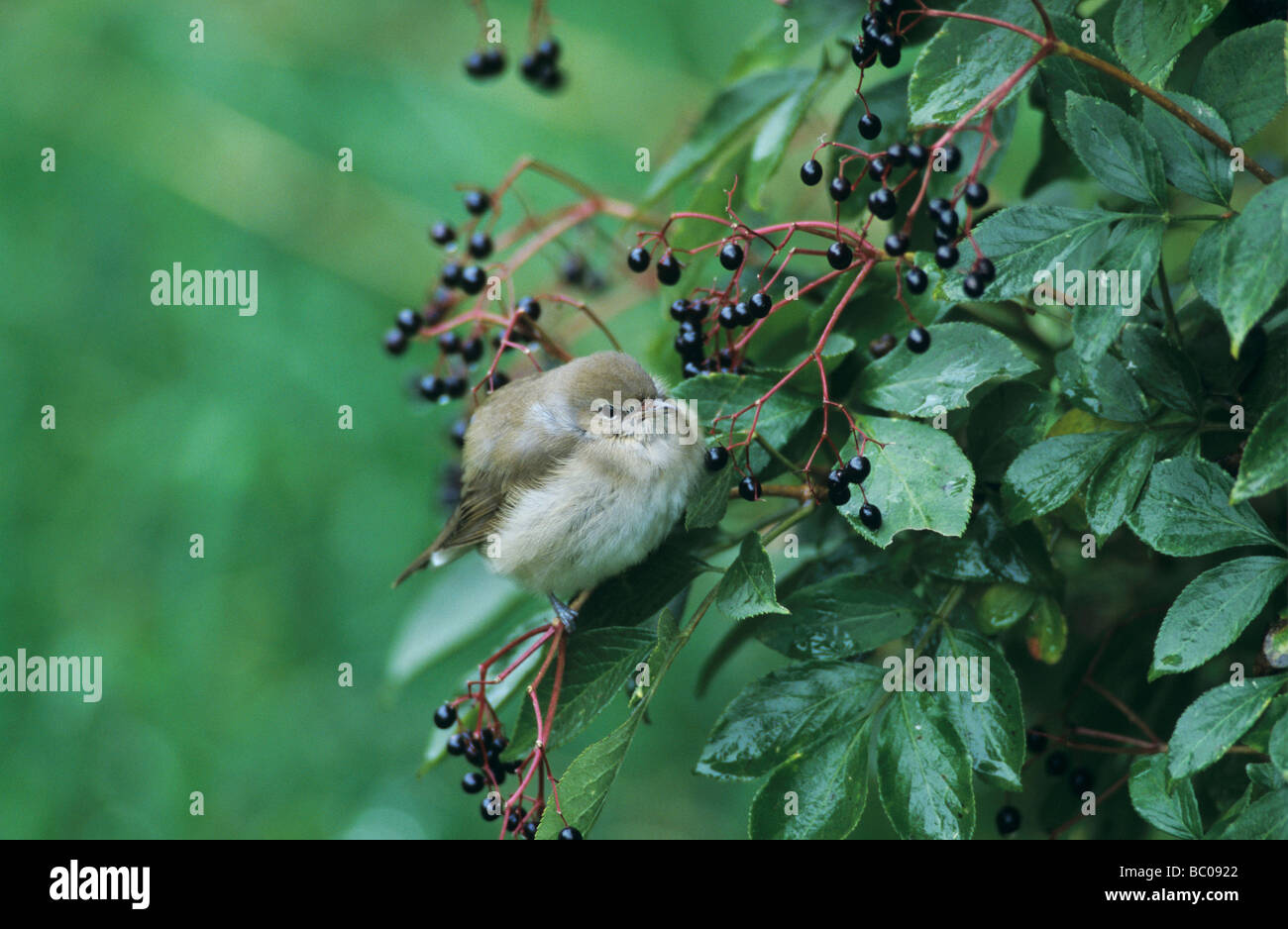 Garden Warbler Sylvia borin Erwachsene auf gemeinsame Holunder Sambucus Nigra Oberaegeri Schweiz September 1998 Stockfoto