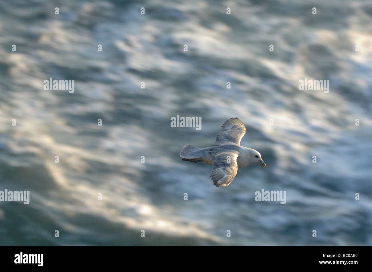 Fulmar Sturmvogel Fulmarus Cyclopoida Deer Park Pembrokeshire Wales UK Europe Stockfoto