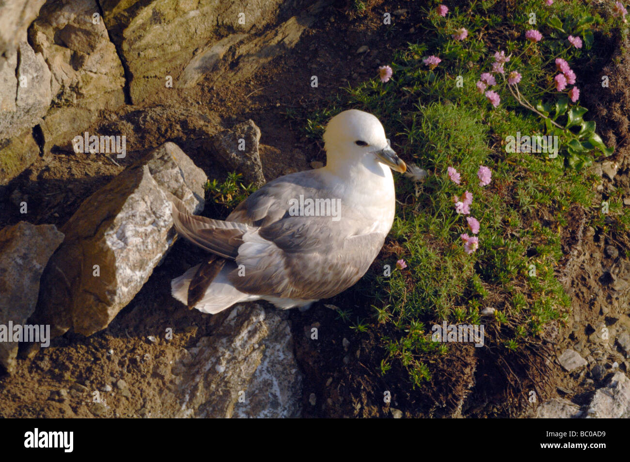 Fulmar Sturmvogel Fulmarus Cyclopoida Deer Park Pembrokeshire Wales UK Europe Stockfoto