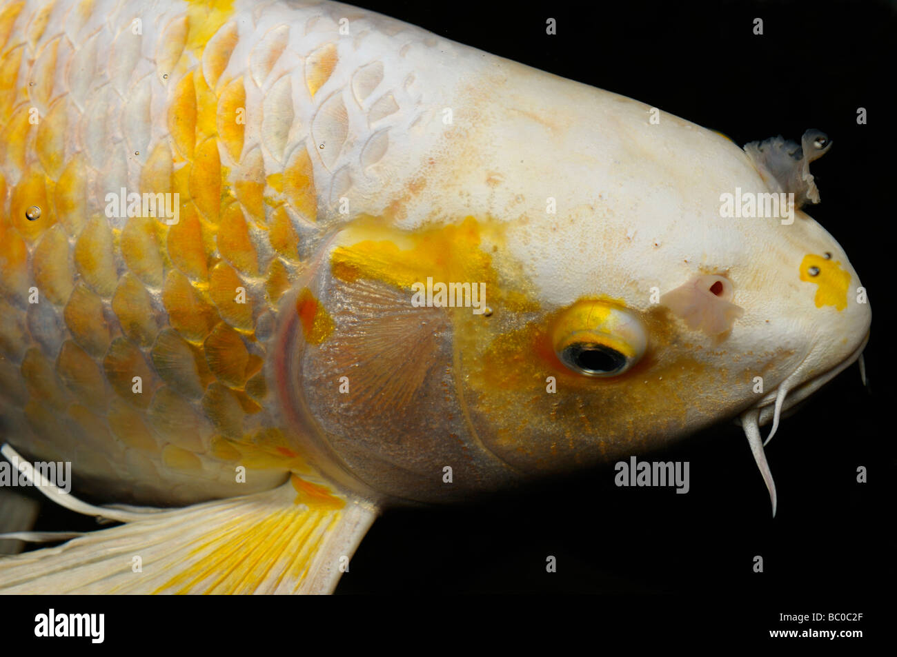 Nahaufnahme Gesicht von Weißen und Gelben yamabuki hariwake butterfly Koi Fisch in der Nacht Stockfoto