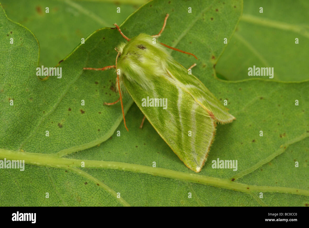 Grüne silberne Linien - Pseudoips Prasinana britannica Stockfoto