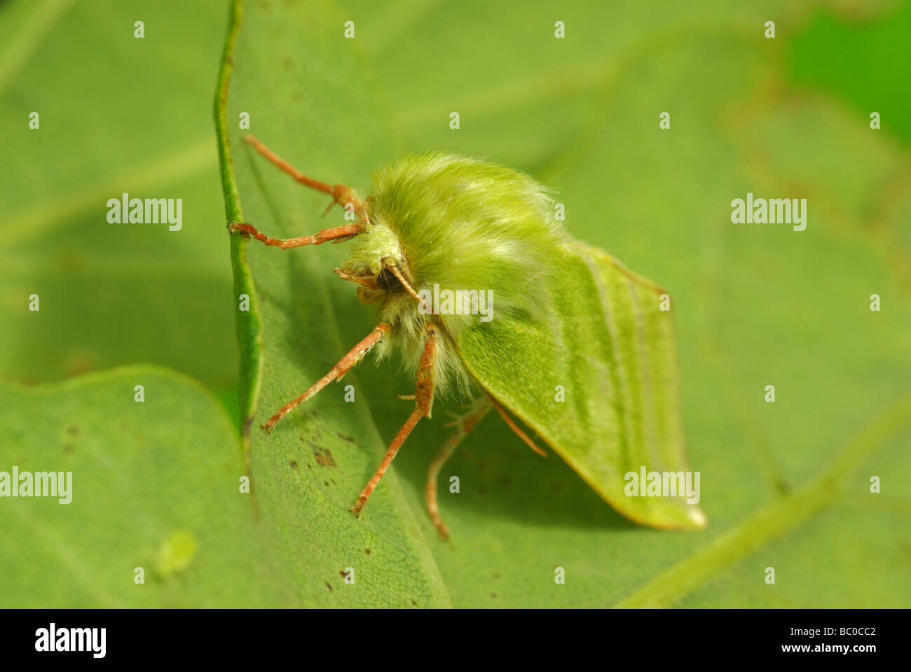 Grüne silberne Linien - Pseudoips Prasinana britannica Stockfoto