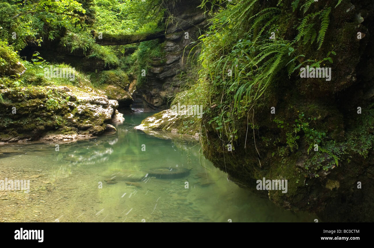 Waldwildnis. Dichten Wald. Üppigen Wald. Üppiger, unberührter Natur. Stockfoto