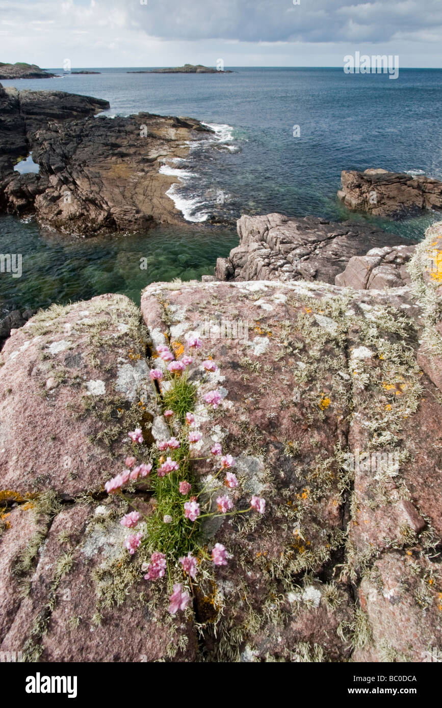 Meer Sparsamkeit (Armeria Maritima) wächst in küstennahen Sandstein, Rubha Nan Sasan, Loch Ewe Stockfoto