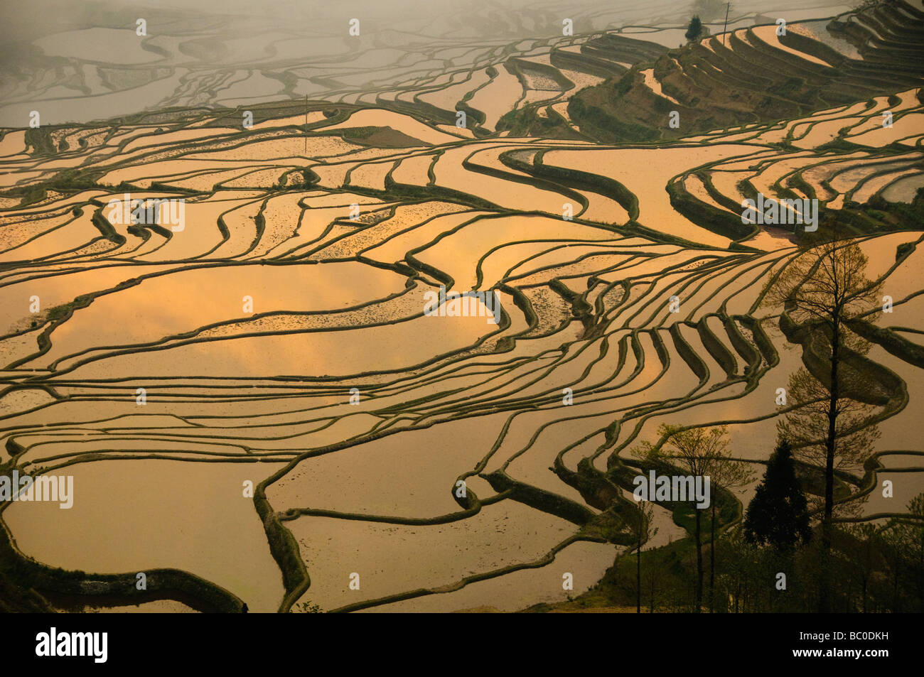 Sonnenaufgang am spektakulären Wasser gefüllt Reisterrassen von Yuanyang in Yunnan China Stockfoto
