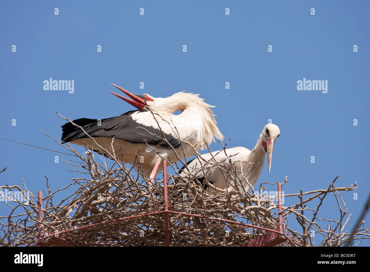 Störche (Ciconia Ciconia) auf ein Nest in der Westtürkei Stockfoto