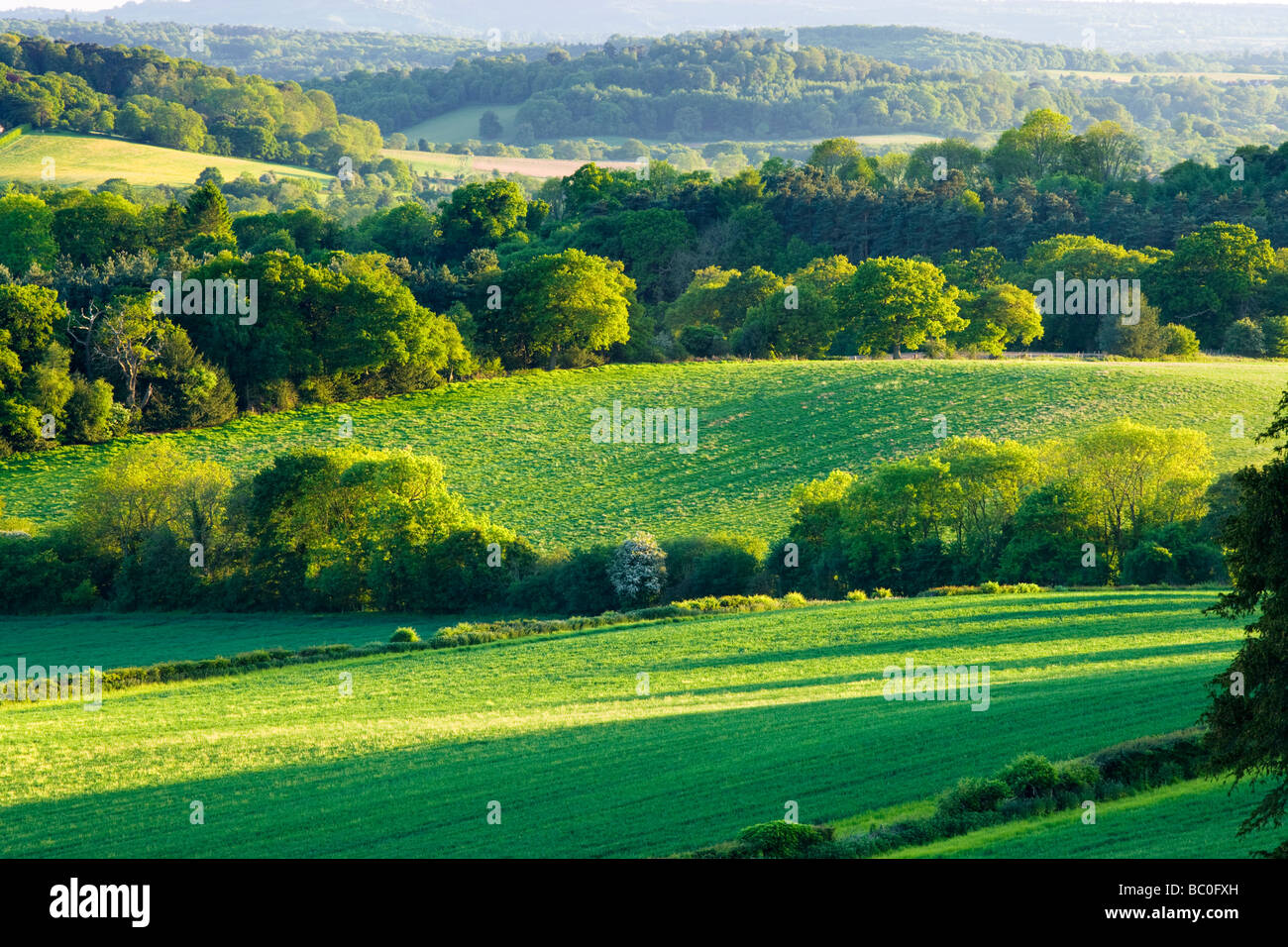 Gemischte Landschaft in Newlands Ecke, Surrey, UK Stockfoto