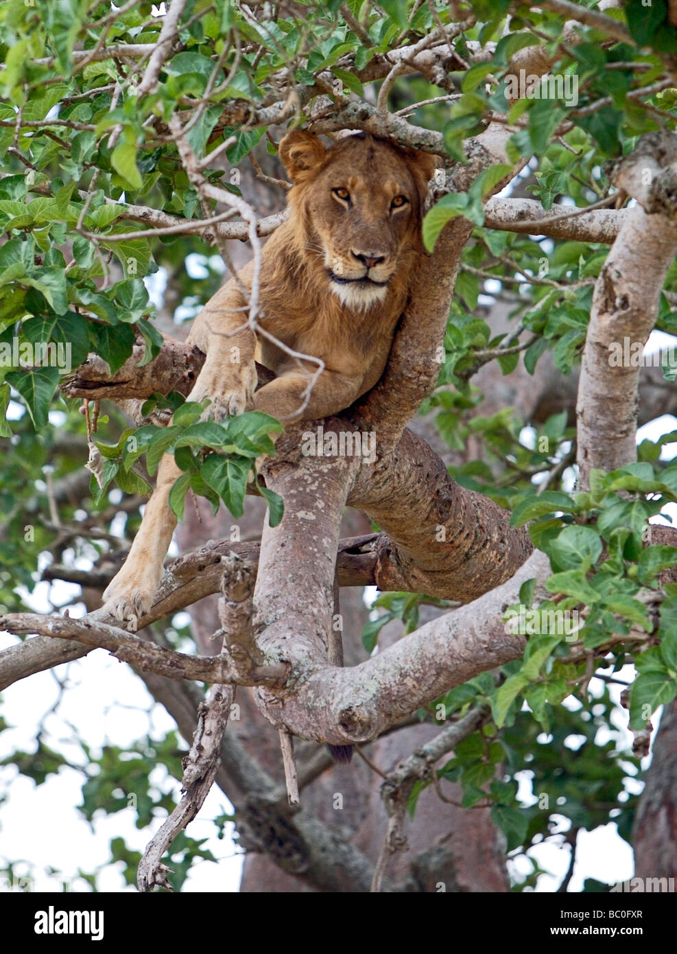Löwe ruht hoch oben in einem Feigenbaum. Stockfoto