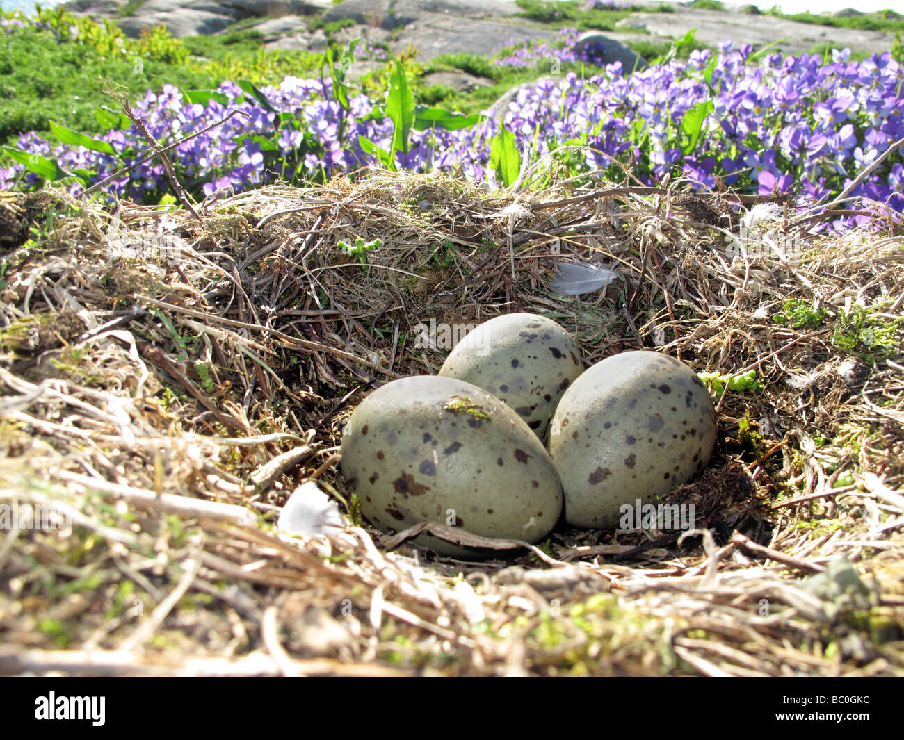 Nest der Silbermöwe mit drei Eiern in der natürlichen Umwelt Stockfoto