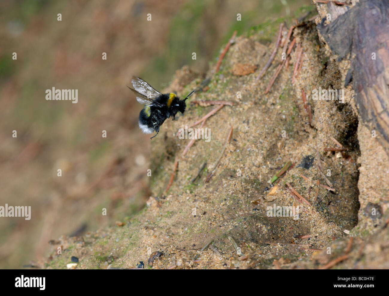 Bumble Bee Bombus Lucorum in Nest fliegen Stockfoto