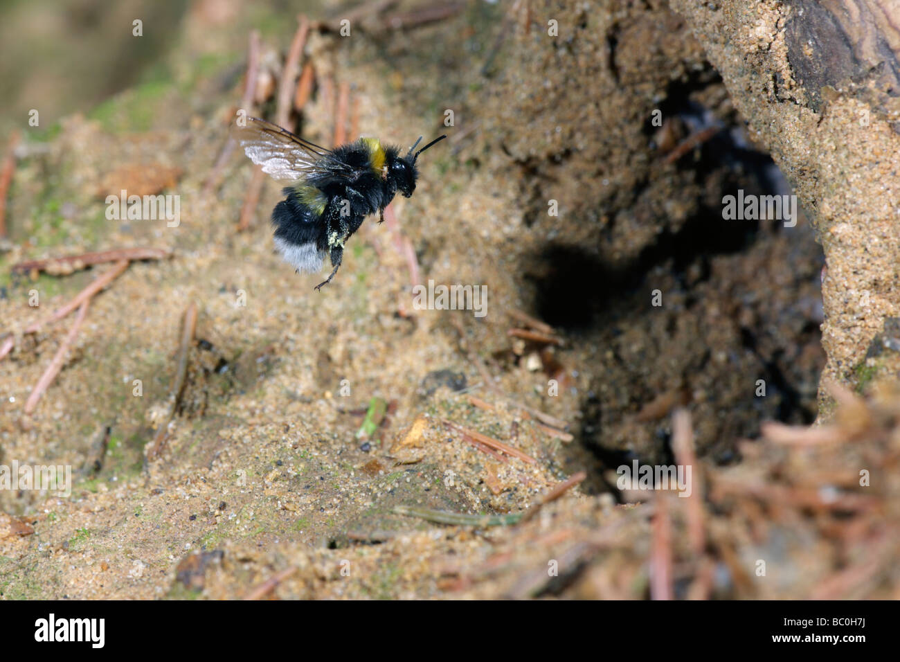 Bumble Bee Bombus Lucorum in Nest fliegen Stockfoto