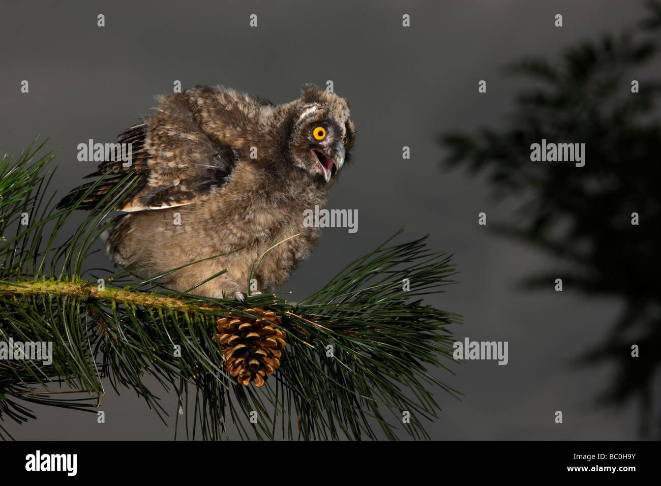 Junge lange Eared Eule Asio otus Stockfoto