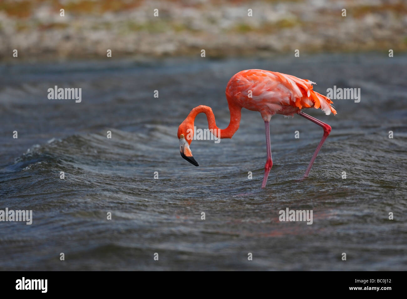 Karibik Flamingo Phoenicopterus Ruber auf Nahrungssuche Stockfoto