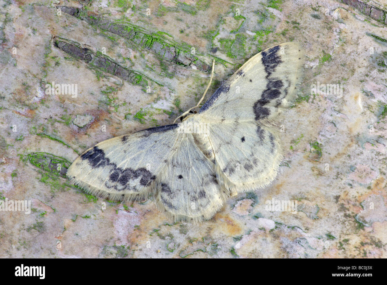 Treble Brown Spot Idaea trigeminata Stockfoto