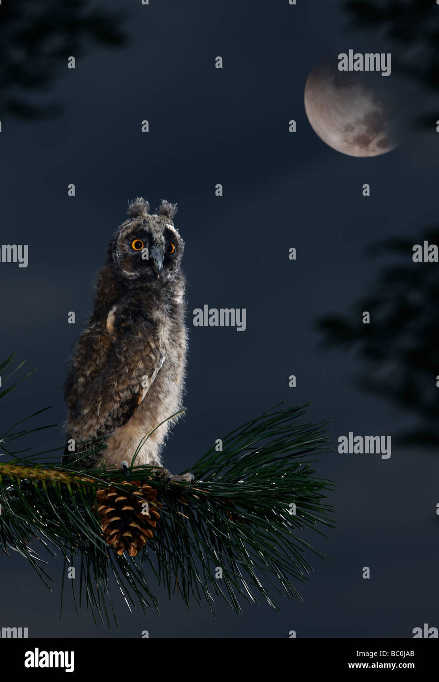 Junge lange Eared Eule Asio otus Stockfoto