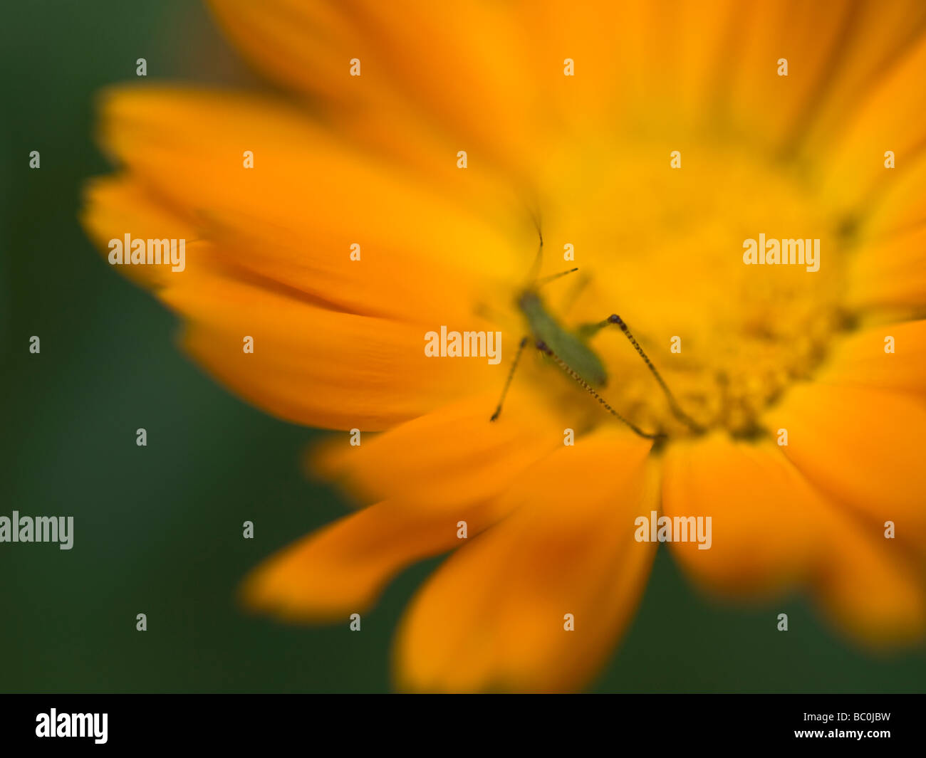 Eine sanfte Blume der Ringelblume (Calendula Officinalis) mit einem grünen Bug im Inneren. Stockfoto