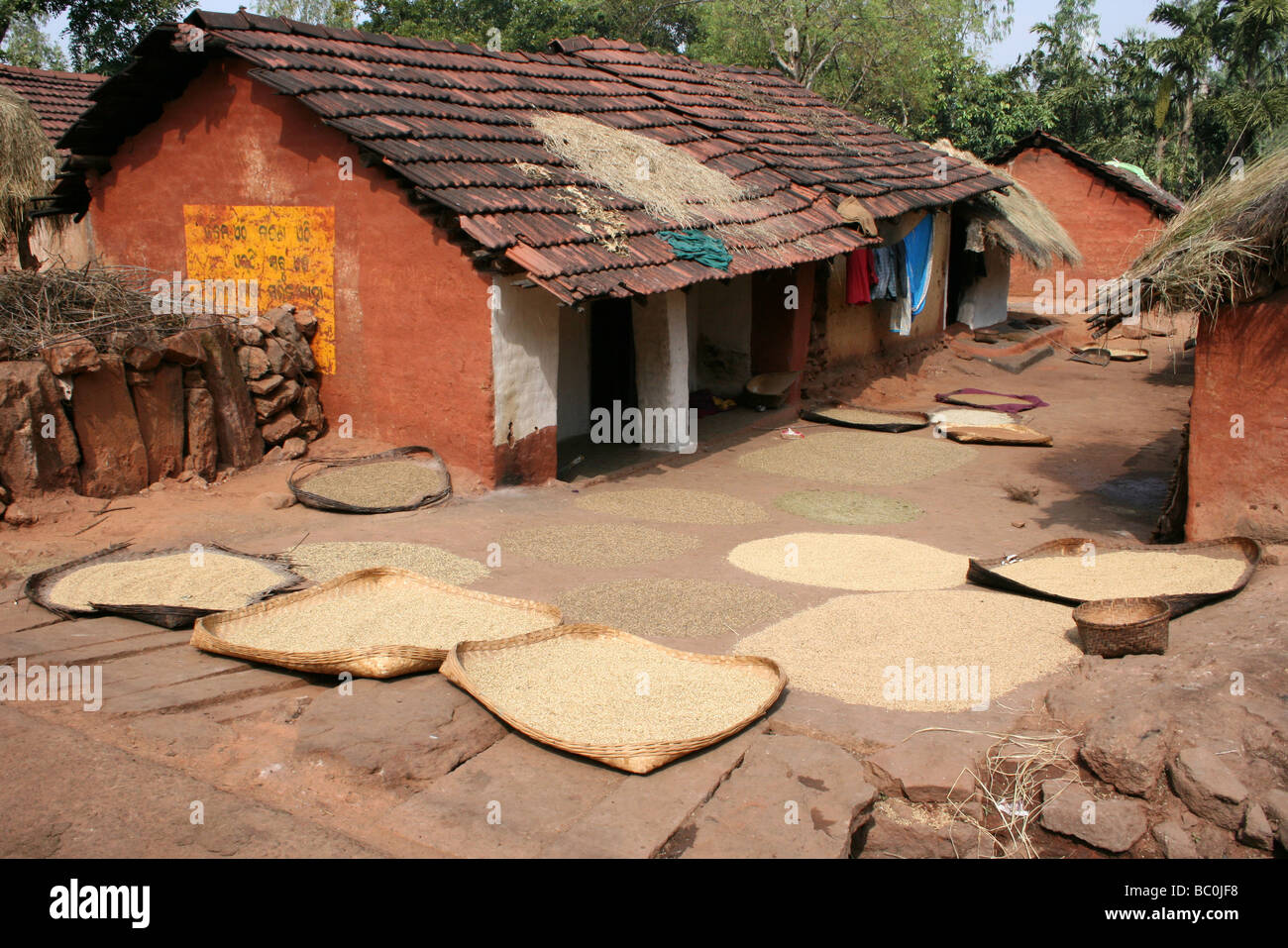 Mais-Trocknung In einem typischen Paroja Stamm Dorf In Orissa, Indien Stockfoto