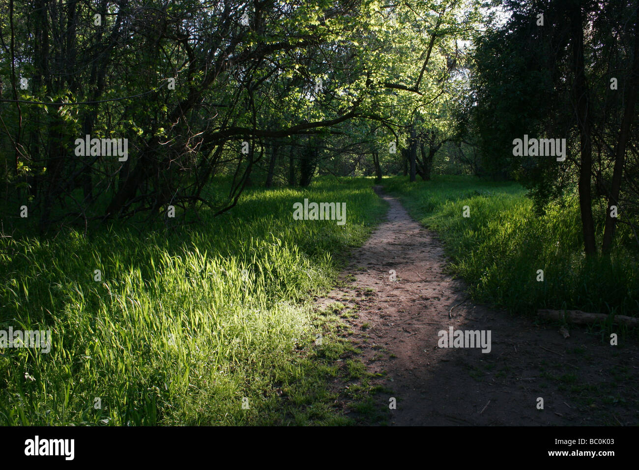 Wiese in der Nähe von James Fluß an einem Frühling Nachmittag, Richmond, Virginia Stockfoto