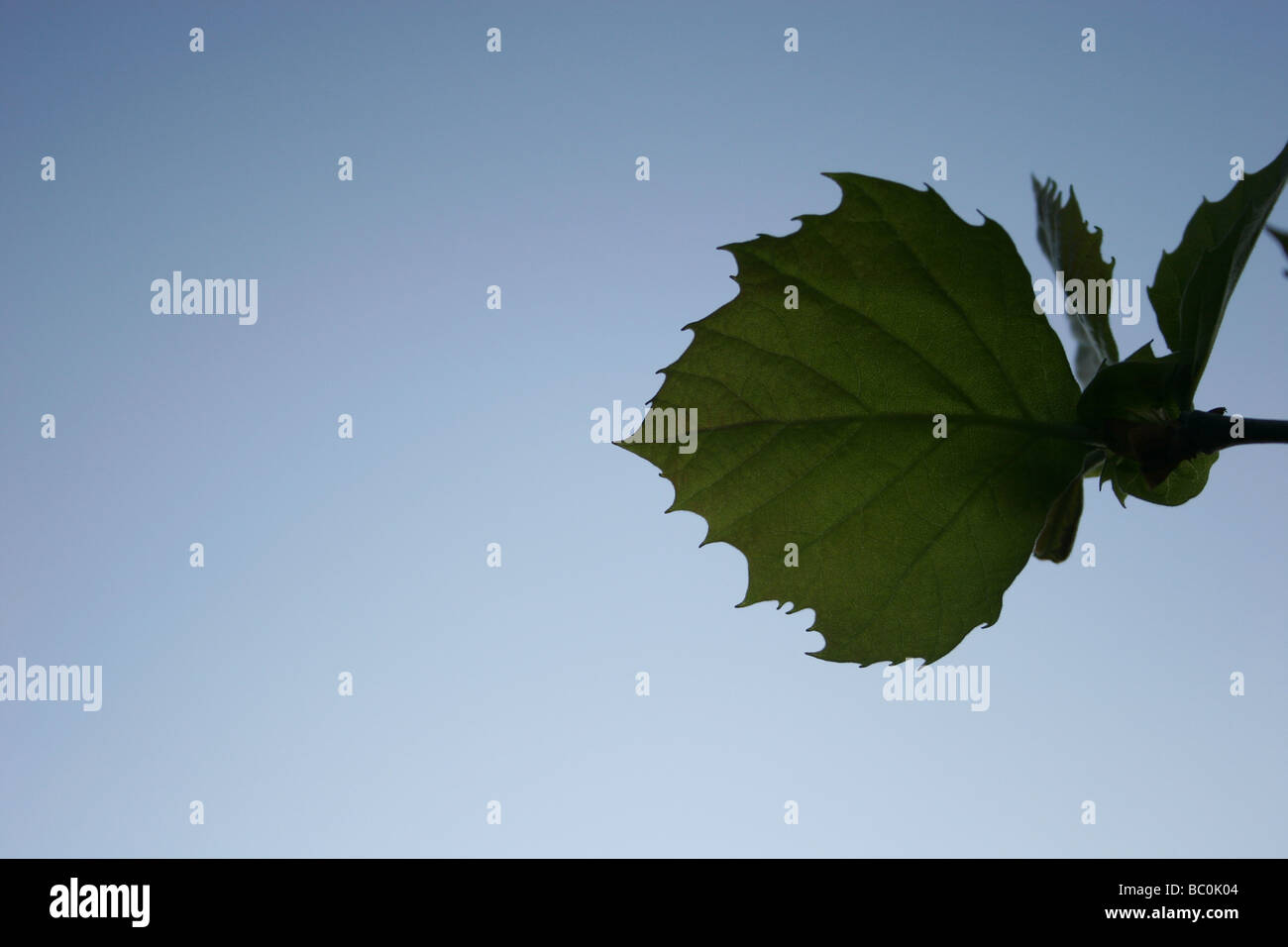 Blättern Sie gegen Frühlingshimmel Stockfoto