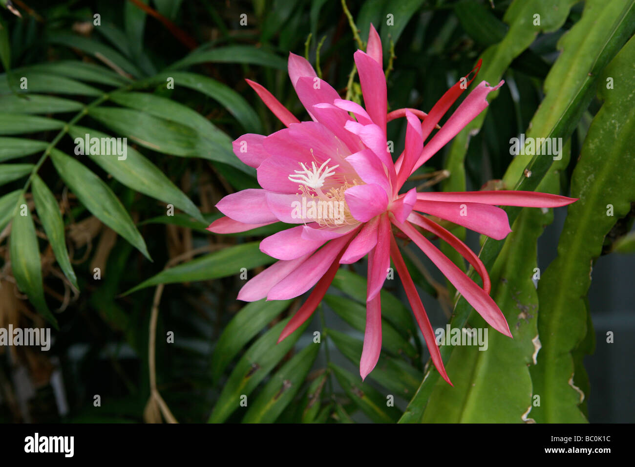 Ein brillantes rosa Epiphyllum Kaktusblüte. Stockfoto