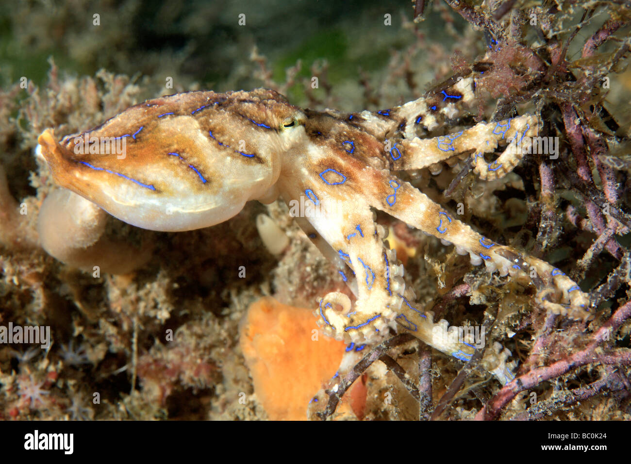 Giftige südlichen blau-beringte Krake, Hapalochlaena Fasciata. Diese Krake kann ein leistungsfähiges Nervengift Spritzen, die töten können. Stockfoto