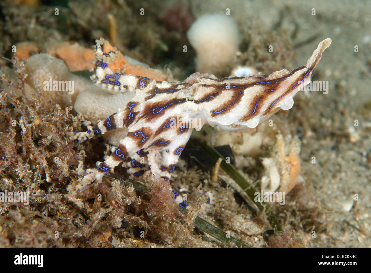 Giftige südlichen blau-beringte Krake, Hapalochlaena Fasciata. Diese Krake kann ein leistungsfähiges Nervengift Spritzen, die töten können. Stockfoto