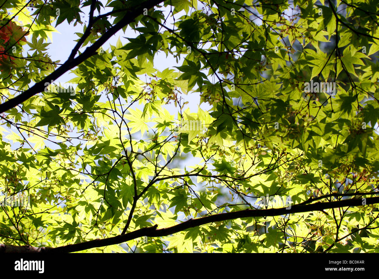 Ahornbaum gegen blauen Himmel Stockfoto