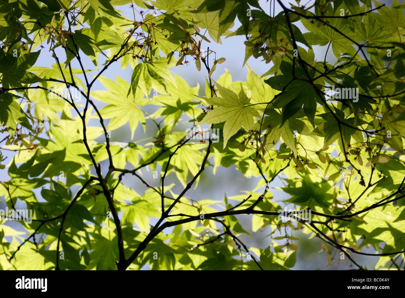 Ahornbaum gegen blauen Himmel Stockfoto