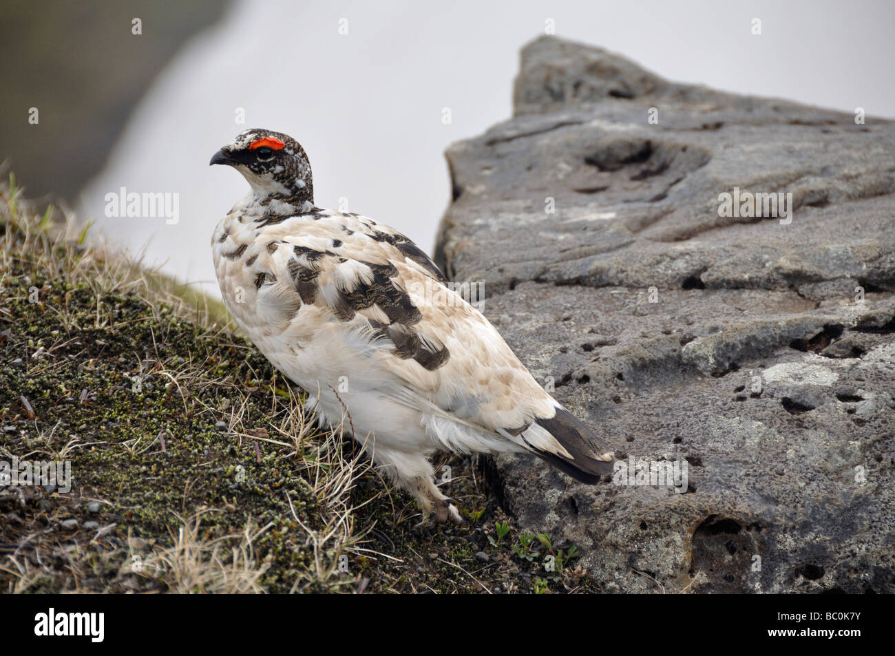 Schneehühner Lagopus Mutus Skógar Island Stockfoto