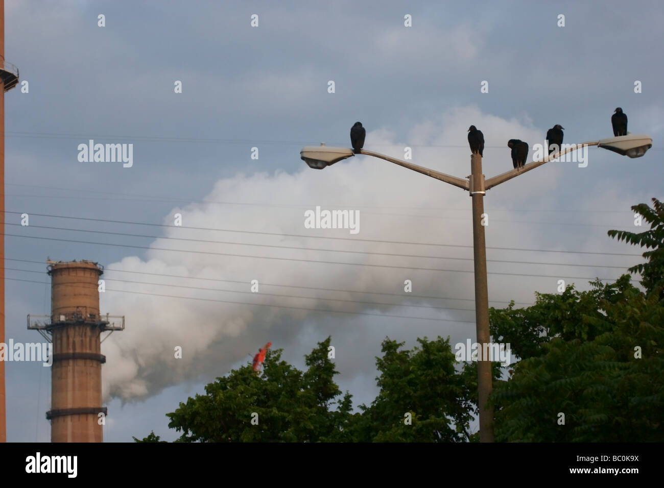 Amerikanische schwarze Geier am niederländischen Gap Kraftwerk, Chester, Virginia Stockfoto