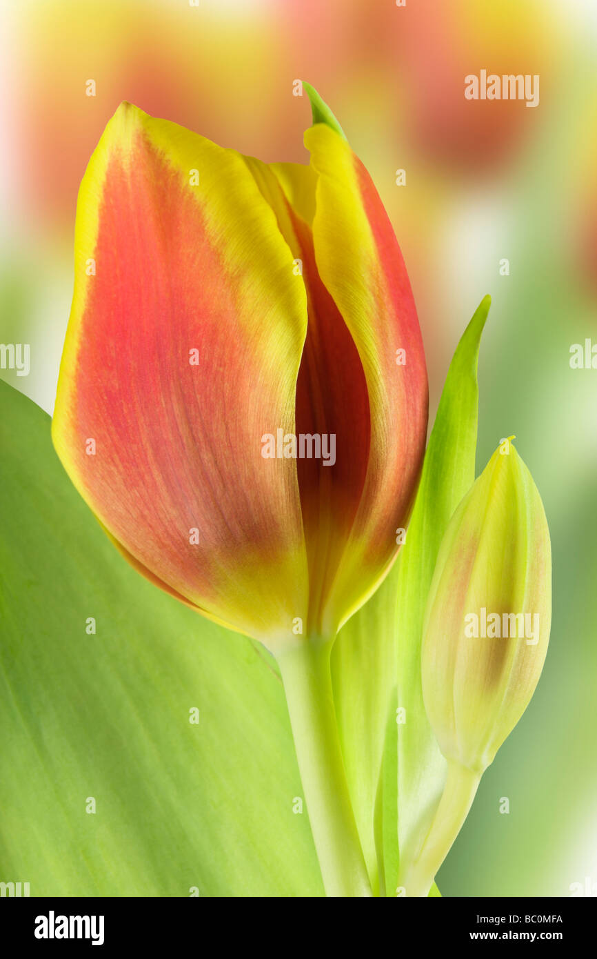 Rote und gelbe Tulpen Stockfoto