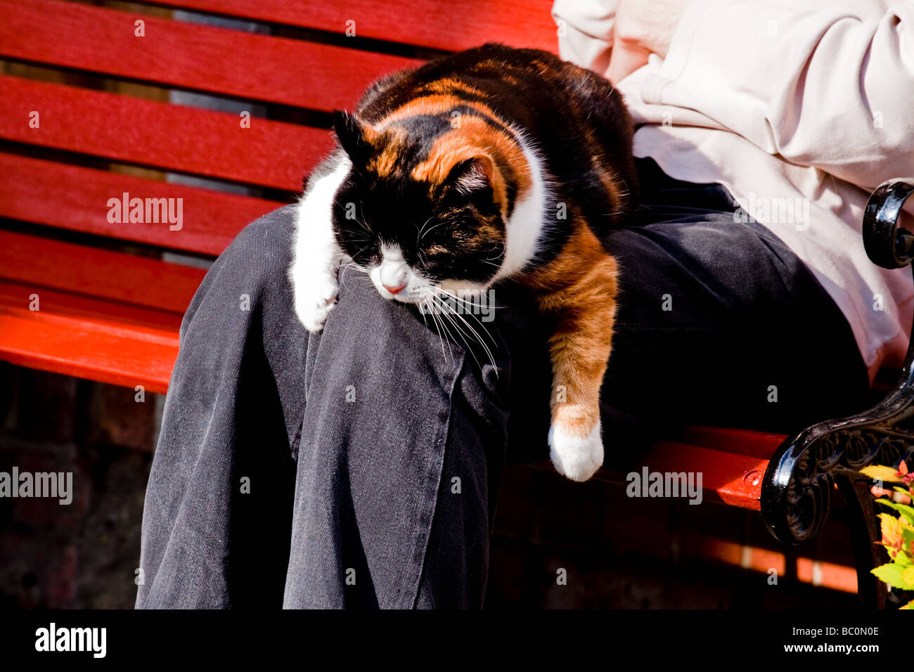 SCHILDPATT HAUSKATZE DRAPIERT AUF EINER RUNDE SCHAUEN SCHLÄFRIG Stockfoto