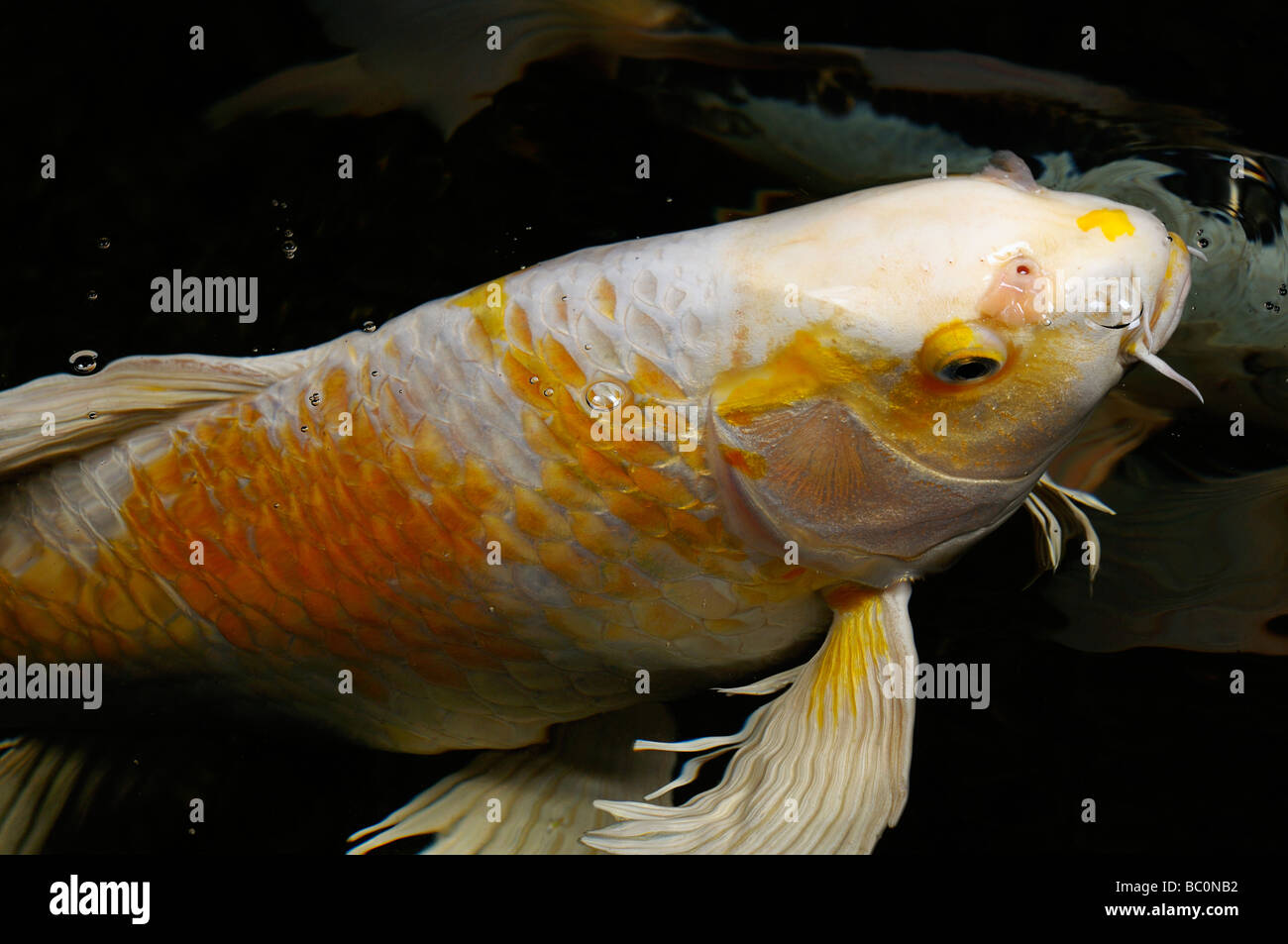 Weiße und gelbe Yamabuki Hariwake Butterfly Koi Fische steigen an die Oberfläche von einem Teich bei Nacht Toronto Stockfoto