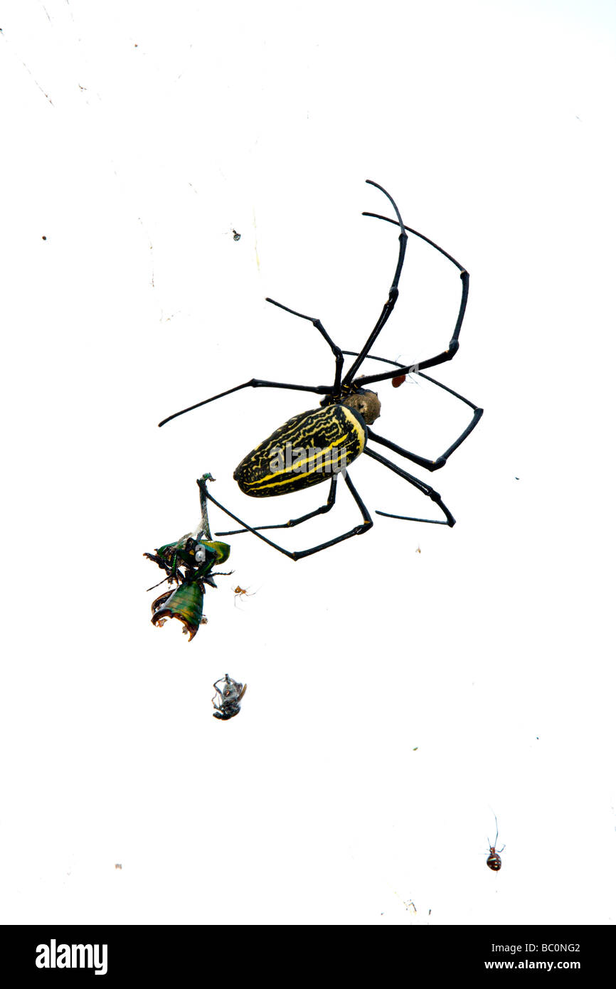 Riesige hölzerne Spinne oder riesige Golden orb Weaver (Nephila pilipes, formal N. maculata) auf Web-sites mit Raub, chinan National Forest Recreation Area, Taiwan Stockfoto