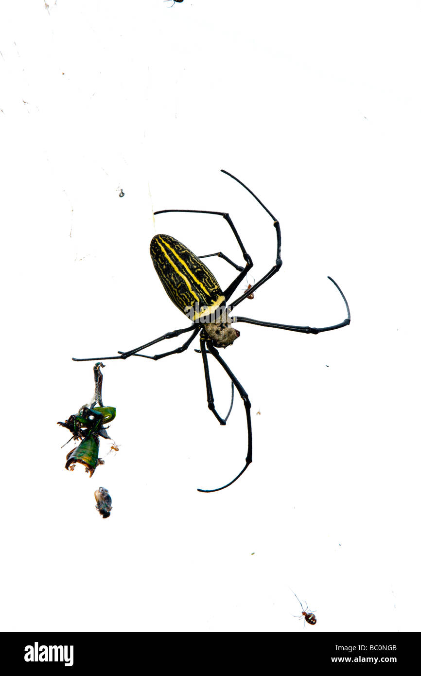 Riesige hölzerne Spinne oder riesige Golden orb Weaver (Nephila pilipes, formal N. maculata) auf Web-sites mit Raub, chinan National Forest Recreation Area, Taiwan Stockfoto
