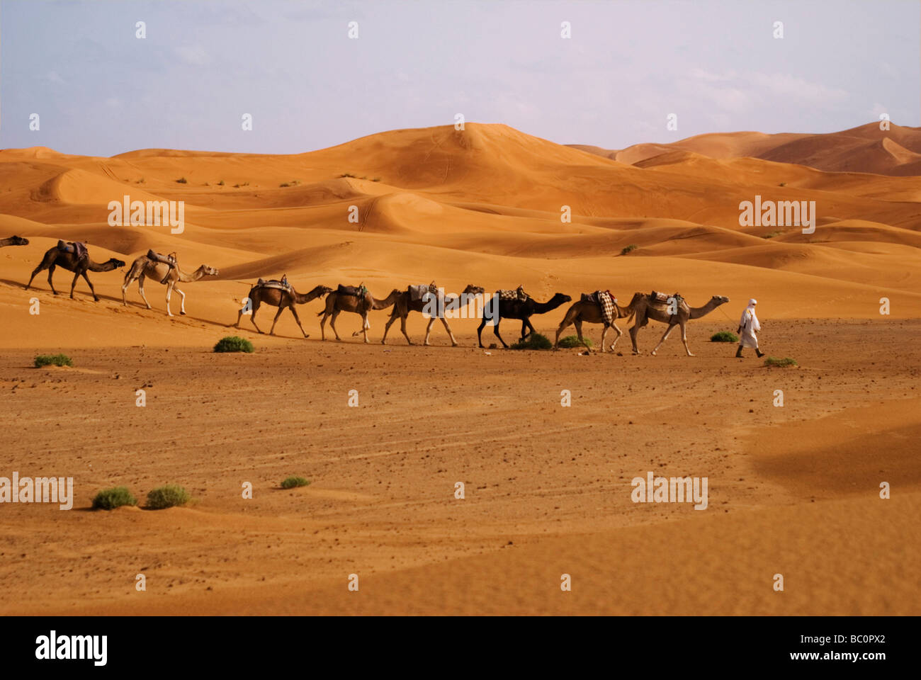 Ein Berber-Mann in traditioneller Kleidung führt einen Kamelen Zug durch die Sahara-Wüste in der Nähe von Merzouga Marokko Nordafrika Stockfoto