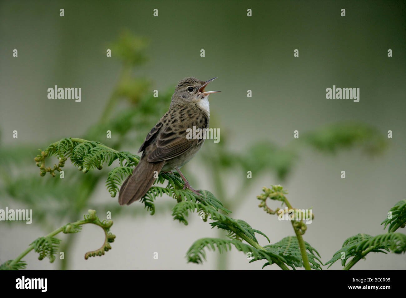 Grasshopper Warbler Locustella Naevia singen Wales Stockfoto