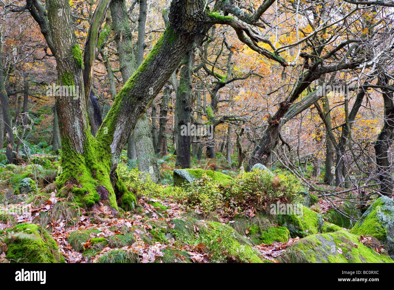 Reifen Sie Eichen am Garn Klippe Holz im Herbst bei Padley Schlucht in der Nähe von Grindleford im Peak District in Derbyshire Stockfoto