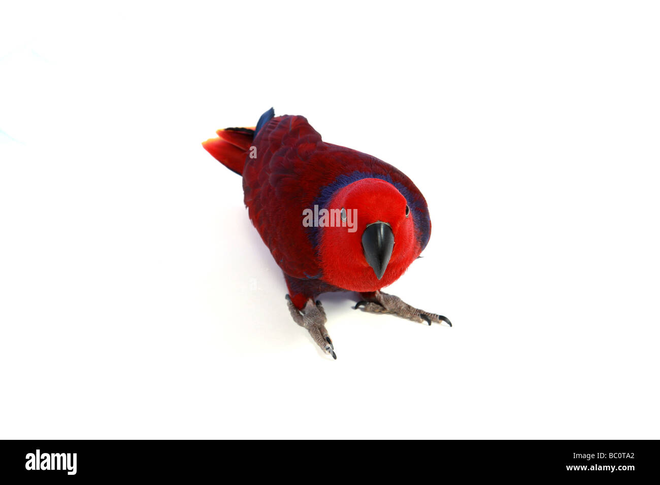 Ein weiblicher Eclectus Papagei lateinischer Name Eclectus Roratus auf einem isolierten weißen Hintergrund ist der ganze Körper enthalten Stockfoto