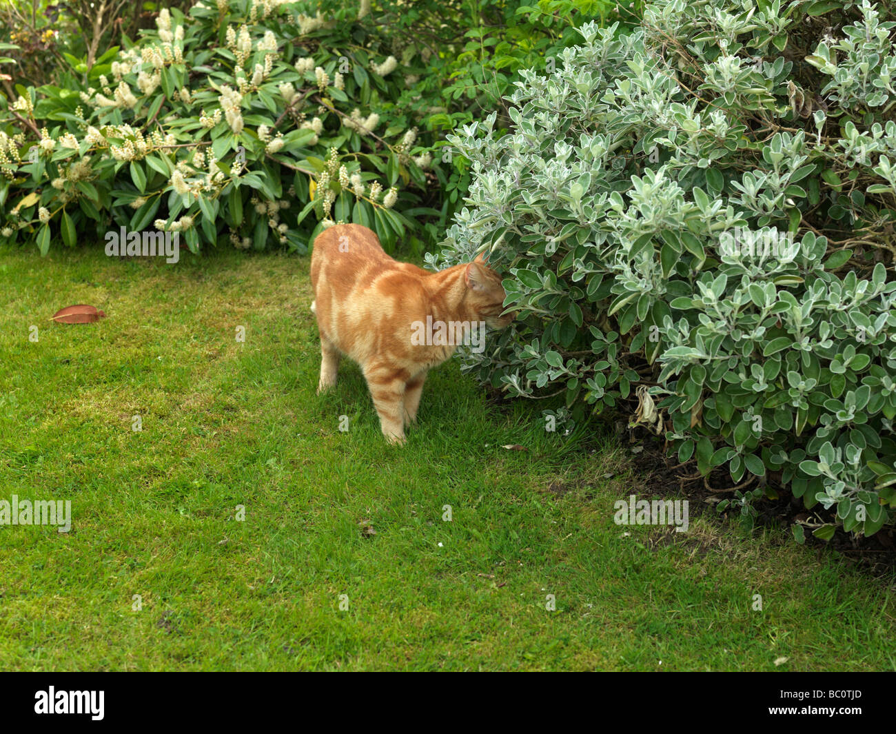 Ginger Red Cat Sniffing Anwesenheit von einer anderen Katze Stockfoto