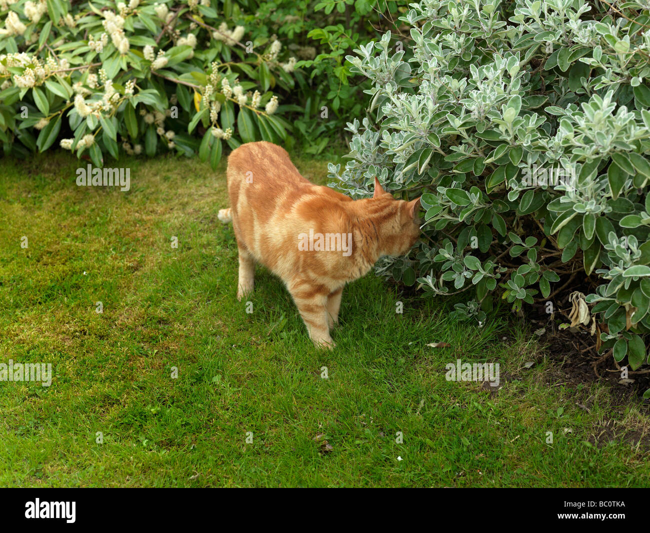 Ginger Red Cat Sniffing Anwesenheit von einer anderen Katze Stockfoto