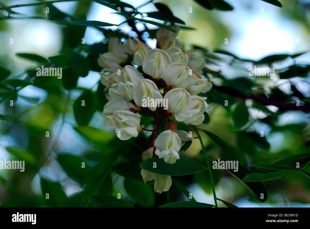 Nahaufnahme von der duftenden weißen Blüten der Robinie Baum Robinia Pseudoacacia L Stockfoto