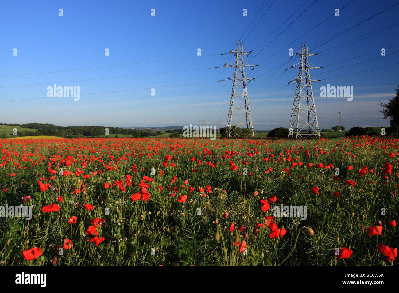 Zwei Getriebe Strommasten stehen unpassend in einem Feld von Mohn Stockfoto
