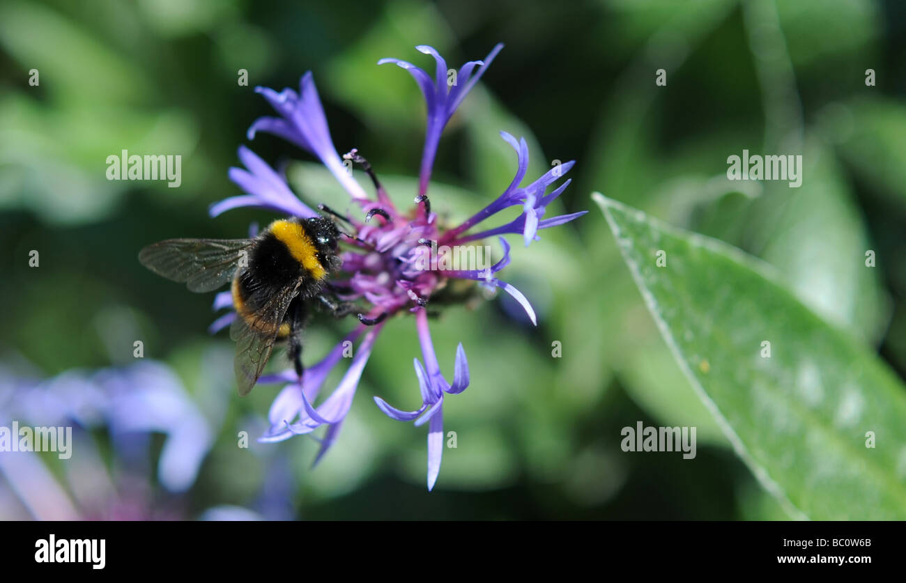 Eine Hummel landet auf eine blaue Kornblume in eine Sussex Garten UK Stockfoto