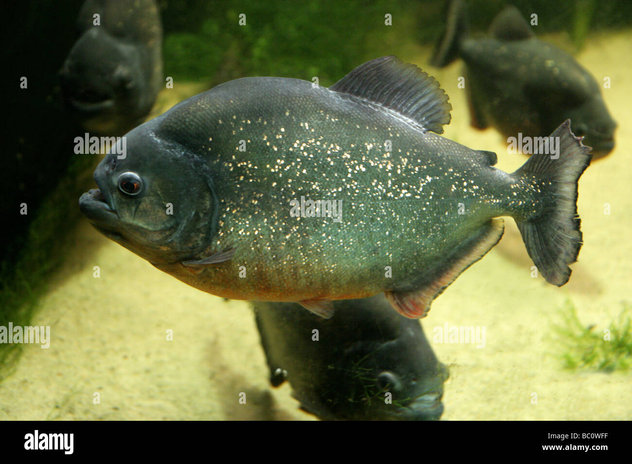 Rote Piranhas, Pygocentrus Nattereri, südamerikanischen Süßwasserfische Stockfoto
