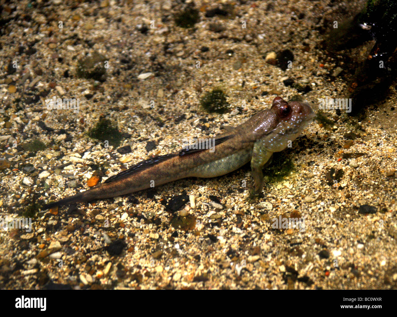 Schlammspringer Periophthalmus Barbarus, Oxudercinae, Gobiidae, Barsch Stockfoto