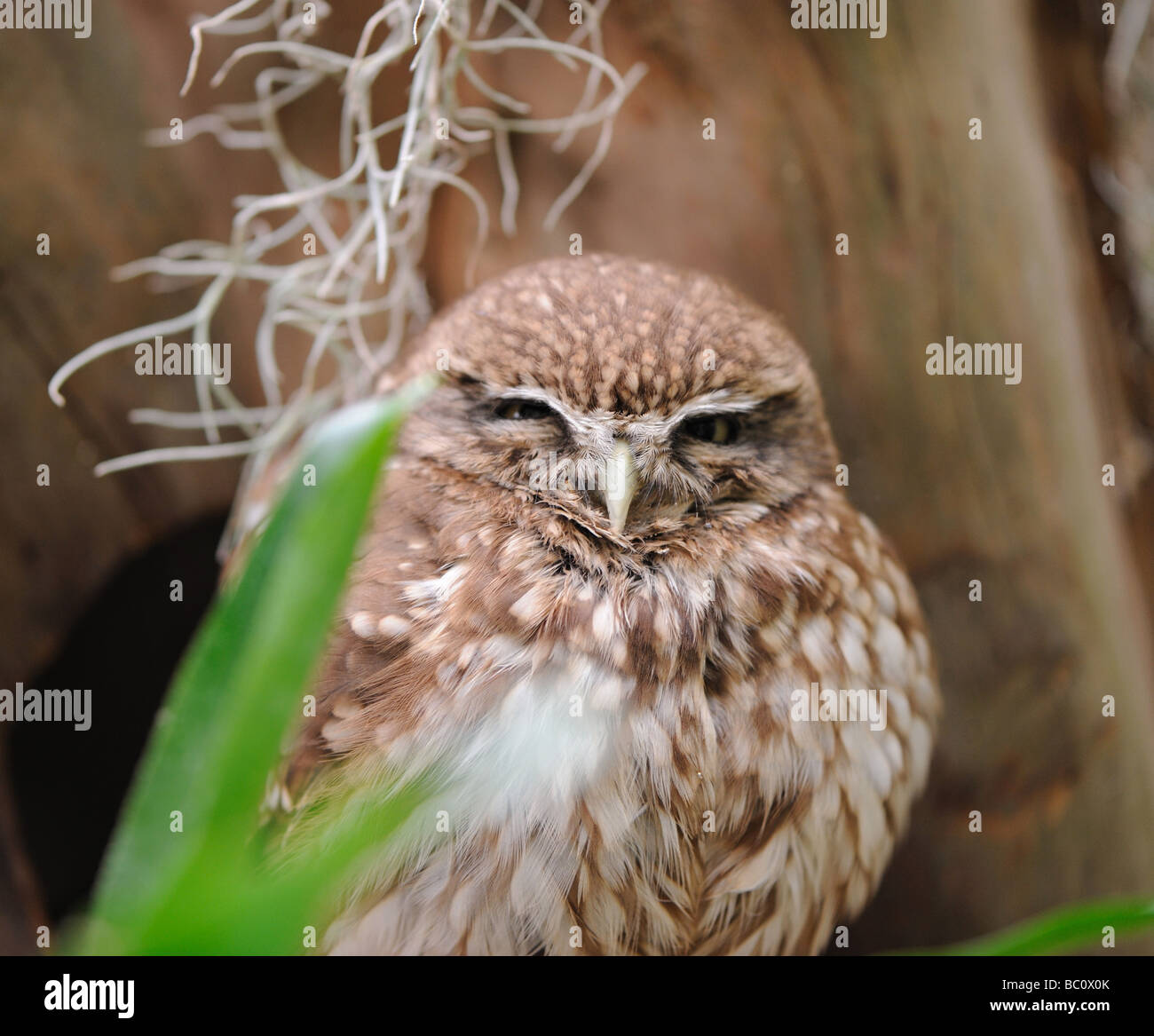 Eule A Nacht Greifvogel mit großer runder Kopf größere Augen und mit dem kurzen gebogenen Schnabel Stockfoto